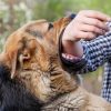 Bệnh dại có lây từ người sang người không? Bệnh dại có lây trong không khí không?