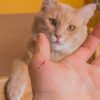 Bị mèo dại cắn bao lâu thì phát bệnh? Cách xử lý thế nào?