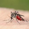 Vì sao bệnh sốt rét hay xảy ra ở miền núi? Có biến chứng nguy hiểm gì?