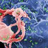 Cơ chế lây bệnh của vi rút HIV? Cách ngăn ngừa HIV