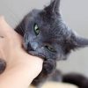 Thời gian ủ bệnh dại ở người là bao lâu? Quá trình điều trị thế nào?