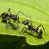 Tổng hơp các loài kiến độc nhất ở Việt Nam
